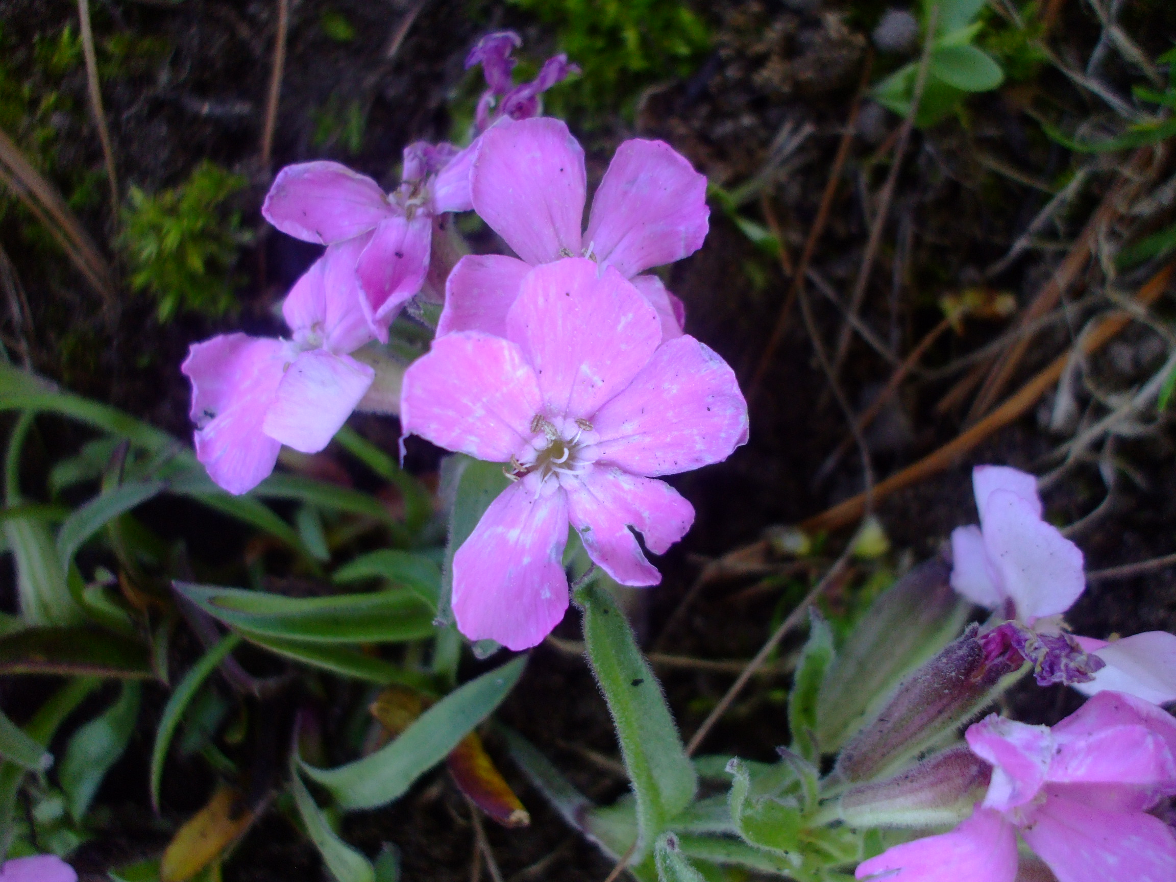 Silene caroliniana